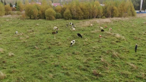 Drone zooming forward toward cows grazing in field Stock Footage 333955870