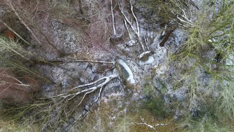Drone zooming out from fallen trees on the ground in a winter forest Stock Footage 283072831