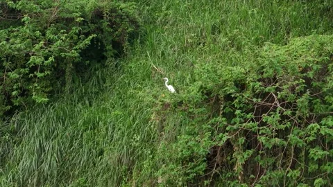 Drone_Resting Egret Revealed from Behind Trees Stock Footage 273286151