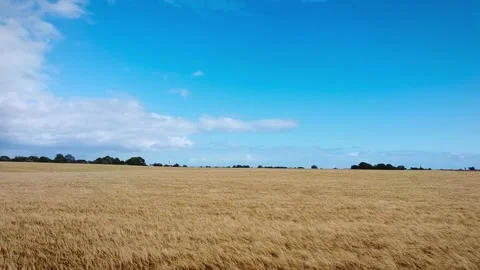 Dronecam Cropfields hammarlov wheat flyover Stock Footage 136549063