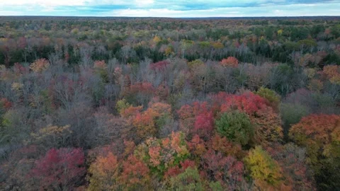 DroneFallForest002 Stock Footage 252831358