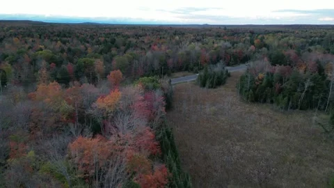 DroneFallForest003 Stock Footage 252831355