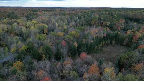 DroneFallForest004 Stock Footage 252831370