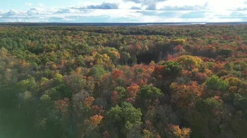 DroneFallForest006 Stock Footage 252831332