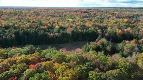 DroneFallForest007 Stock Footage 252831344