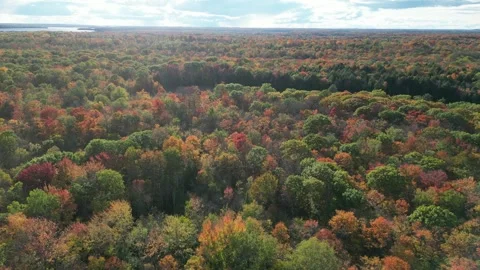 DroneFallForest008 Stock Footage 252831357