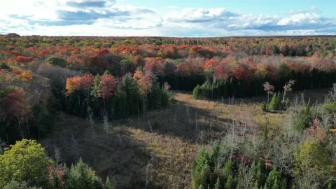 DroneFallForest010 Stock Footage 252831333