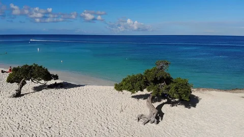 Droneflight over divi divi tree at Eagle Beach Aruba Stock Footage 130076459