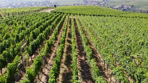 Droneflight over vineyards with final view of the Town of Ribeauvillé Stock Footage 130074916
