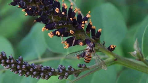 Dronefly &amp; bastard indigo flowers Stock Footage 82446845