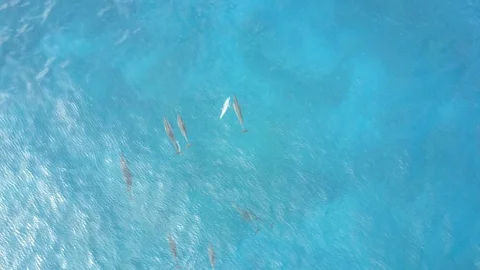 Droner above pod of dolphins Stock Footage 102010137