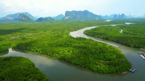 Drones are flying over winding rivers and large mangrove forests Video stock 185032396