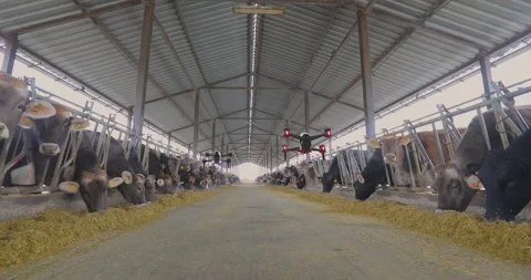 Drones with artificial intelligence work on a large automated dairy farm Stock Footage 330494302