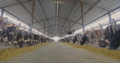 Drones with artificial intelligence work on a large automated dairy farm Stock Footage 331042918