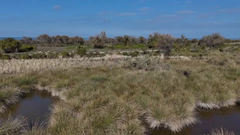 A Drone's Expansive Glimpse of a Tranquil Pond Stock Footage 313437722