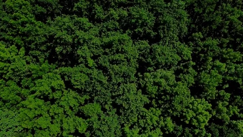 Drone's Eye View - 4K aerial green fores... | Stock Video | Pond5