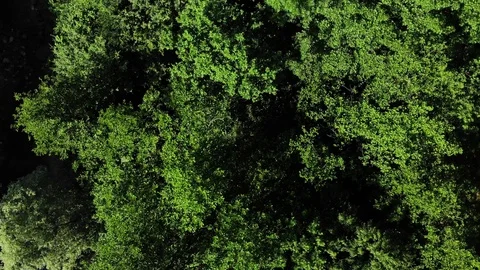 Drone's Eye View - Aerial Top Down Foliage Trees Background, Caucasus, Russia. Stock Footage 111391042