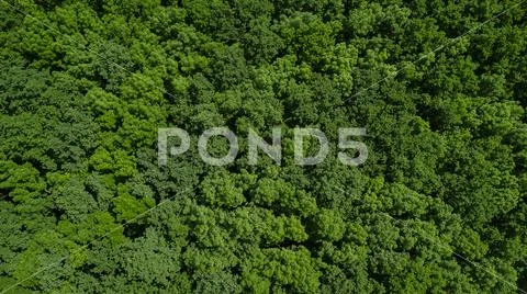Drone's Eye View - aerial top down foliage trees background, Caucasus, Russia. Stock Photos