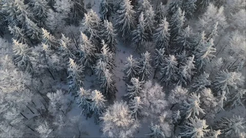 Drone's eye view of mountains at dusk, snow-covered trees and cloud-enshrou.. Video stock 263444149