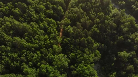 Drone's Eye View - top down foliage trees background, Caucasus, Russia. Stock Footage 118162879
