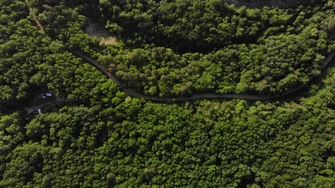 Drone's Eye View - top down foliage trees background, Caucasus, Russia. Stock Footage 118163101