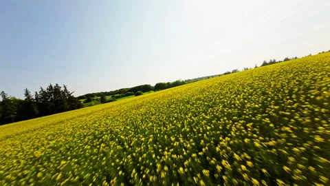 Drone's Eye View Of Yellow Flowers On Farm Stock Footage 257923956