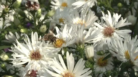 Drones fired from the hive. Video stock 8776246