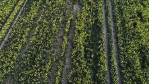 Drones flight and aerial view over a rape field Video stock 94670910