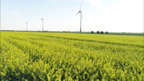 Drones flight and aerial view over a rape field Video stock 94671059