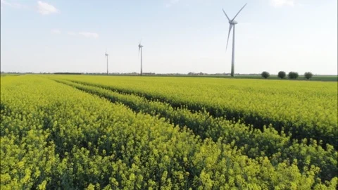 Drones flight and aerial view over a rape field Video stock 94671194