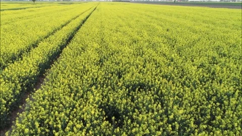 Drones flight and aerial view over a rape field Video stock 94671393