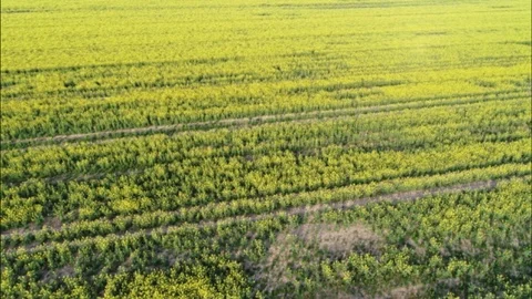 Drones flight and aerial view over a rape field Video stock 94671575