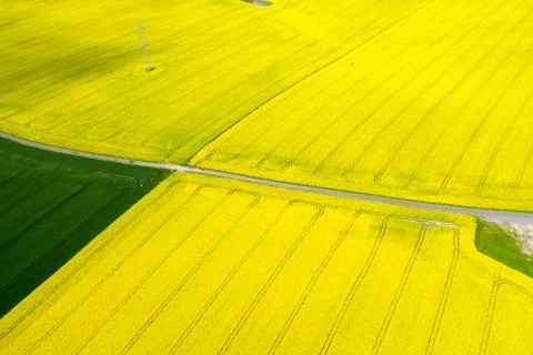 Drones flight and aerial view over a rape field Stock Photos