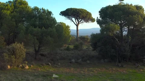 Drone's  flight revealing a large stone pine tree in a picturesque valley 스톡 동영상 306608625