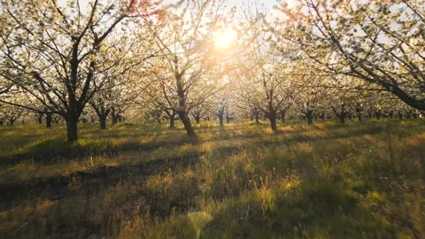 The drone's flight through the blossoming cherry trees Stock-Footage 153385731