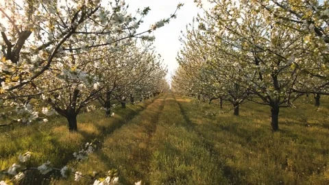 The drone's flight through the blossoming cherry trees Stock-Footage 153385770
