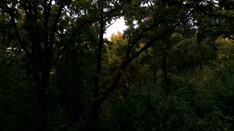 The drone's flight through the leaves and branches of trees Stock Footage 163337096