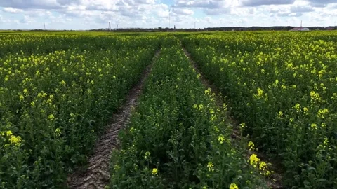 Drones fly over blooming rapeseed fields during the vibrant agricultural season Stock Footage 308694766