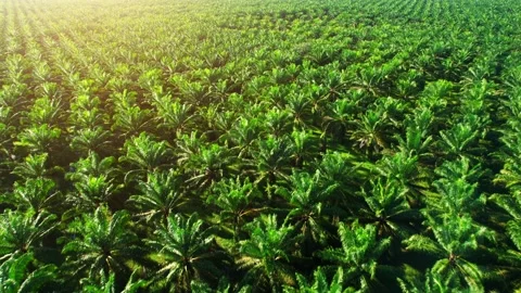 Drones fly over palm oil trees planted on large commercial farms Video stock 201944150