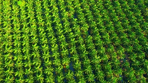 Drones fly over palm oil trees planted on large commercial farms Stock Footage 225414253