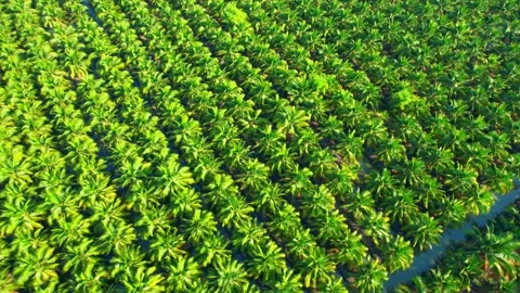 Drones fly over palm oil trees planted on large commercial farms Stock Footage 225414664