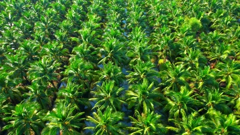 Drones fly over palm oil trees planted on large commercial farms Stock Footage 225414791