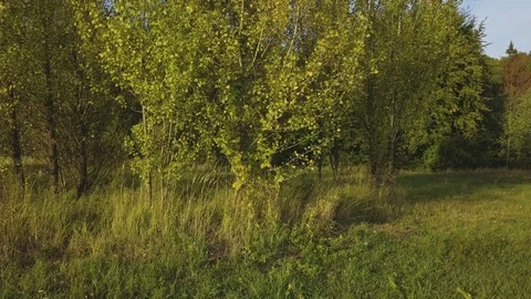 Drones flying over the forest Vídeo Stock 80828521