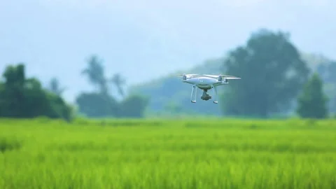 Drones flying in rice fields, agricultural drones,Quadrocopter, Stock Footage 138974221