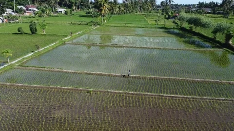 A Drone's Gentle Flight Over New Rice Plantations Stock Footage 259940482