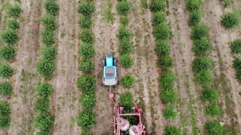 Drones over the orchard – a stunning view of cherry picking Stock Footage 301788729