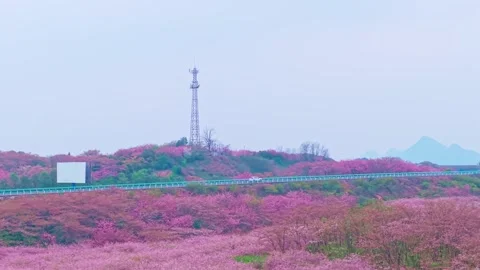 Drones overlook the brocade of cherry blossoms under the clouds. Stock Footage 311745085