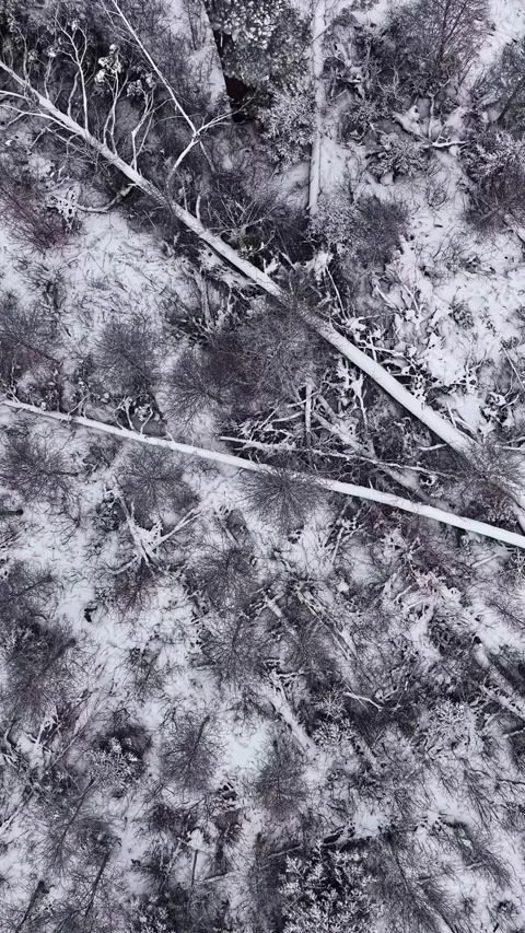 Drone's perspective of a snowy pine forest with fallen trees in winter Stock Footage 339647006