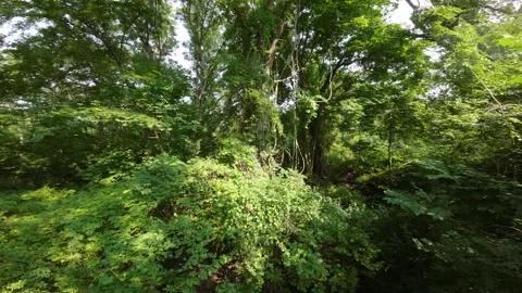 Drone's Summer Forest Sojourn: Nature Like Never Before Stock Footage 246488310