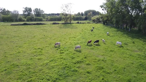 Drone's view of a field with cows Stock Footage 232673607